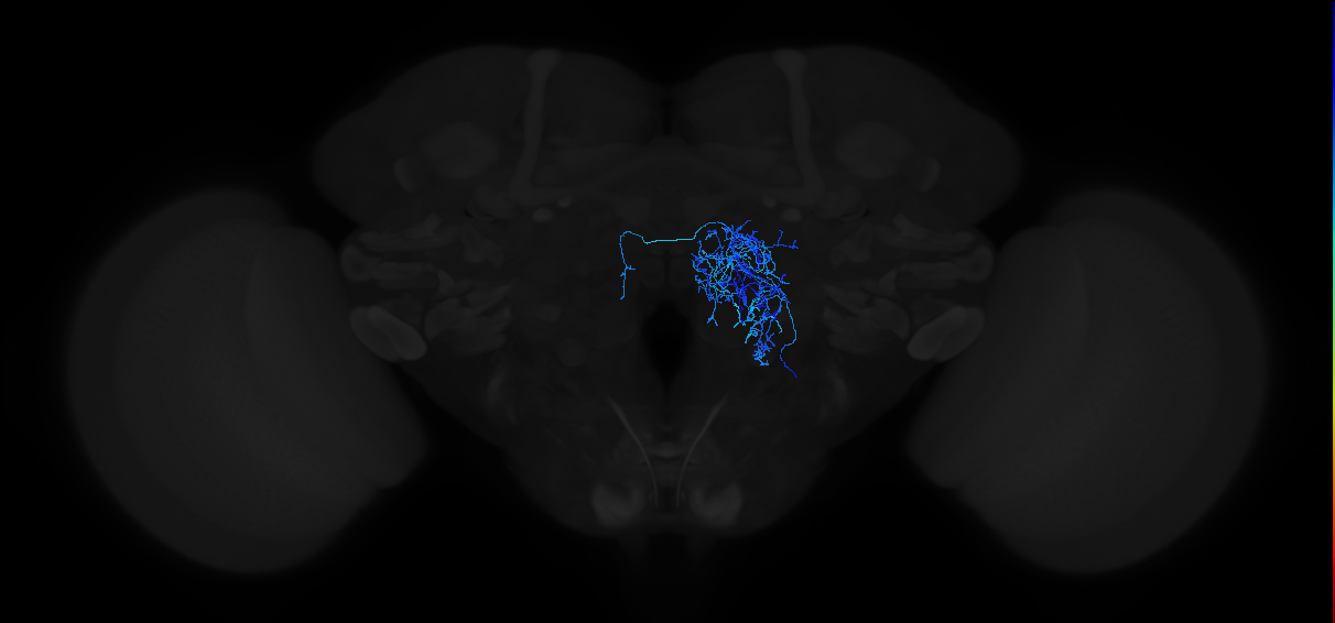 adult antennal lobe local neuron type 35 v2LN