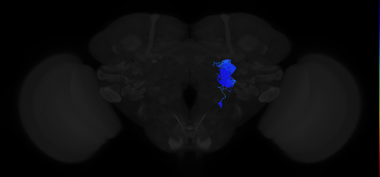 adult antennal lobe local neuron type 36 v2LN
