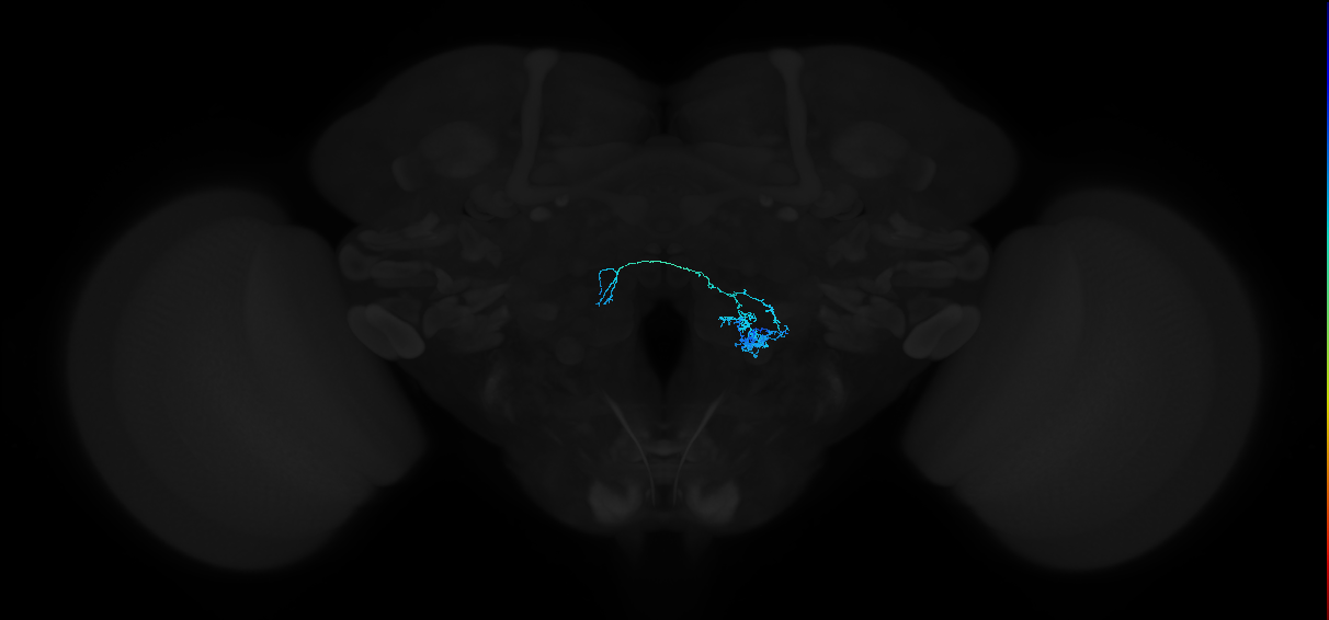 adult antennal lobe local neuron type 38 v2LN