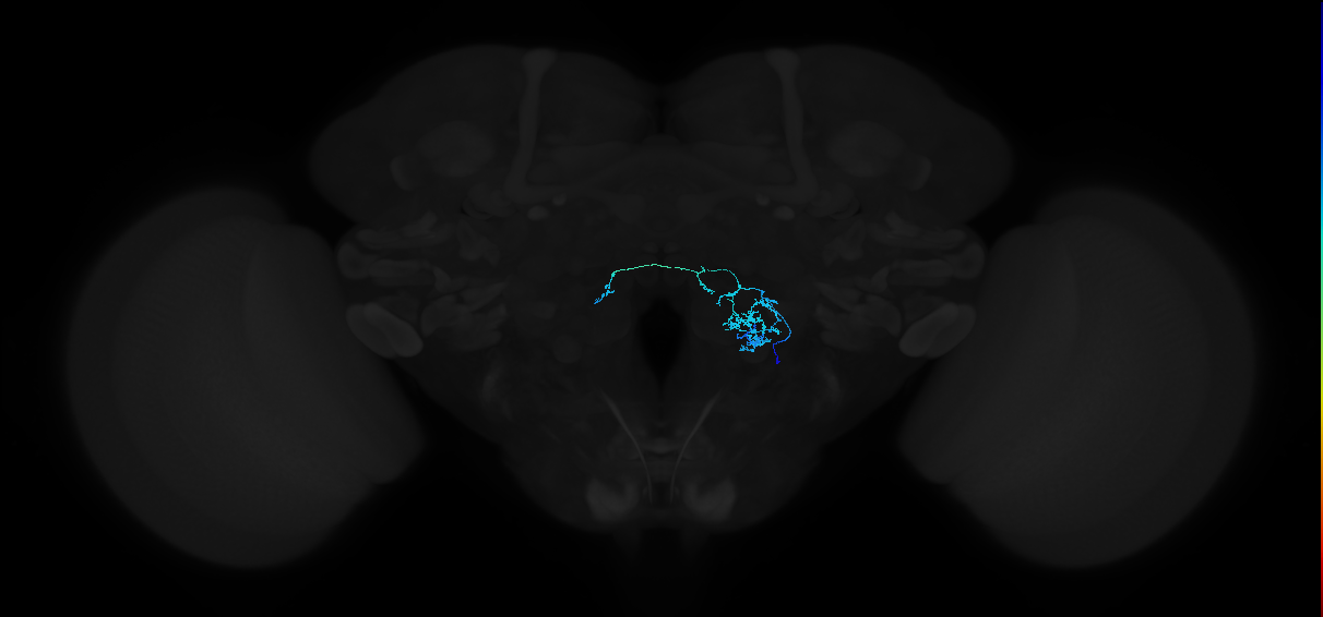 adult antennal lobe local neuron type 38 v2LN