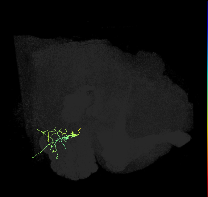 adult antennal lobe local neuron type 39A v2LN