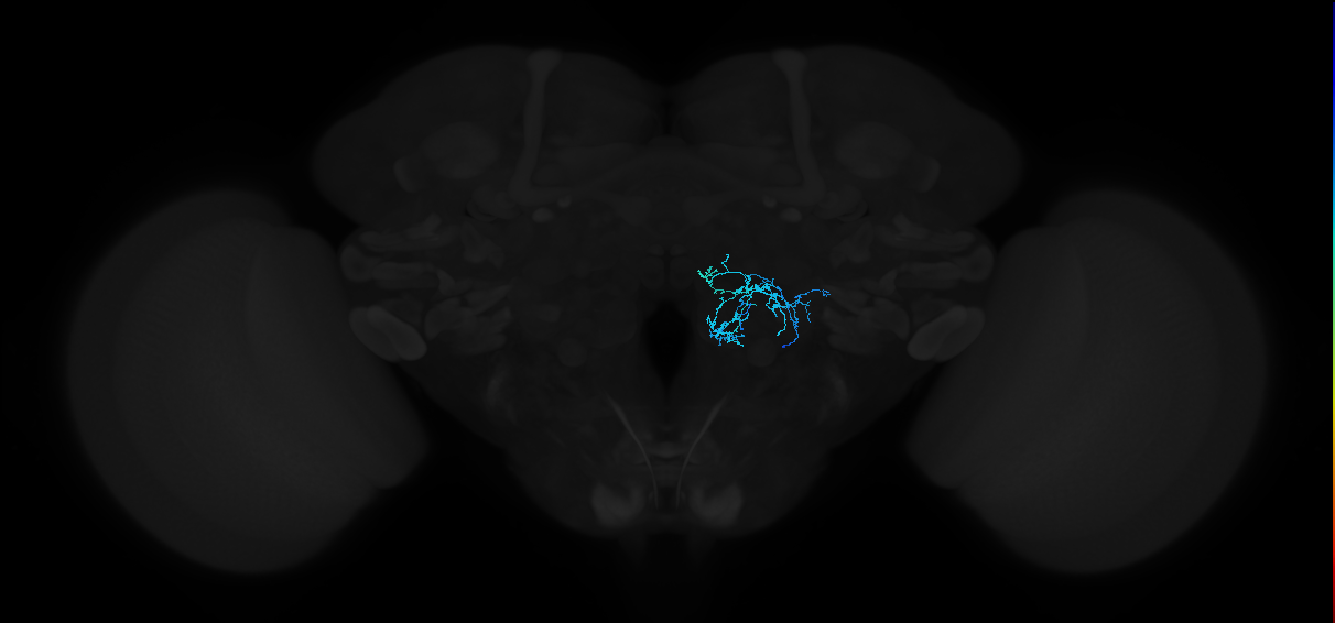 adult antennal lobe local neuron type 39B v2LN