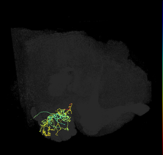 v2LN3a_R (FlyEM-HB:1730996778)