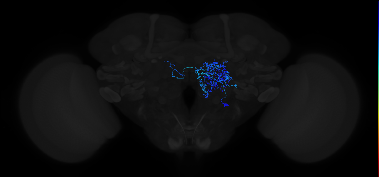adult antennal lobe local neuron type 3B v2LN