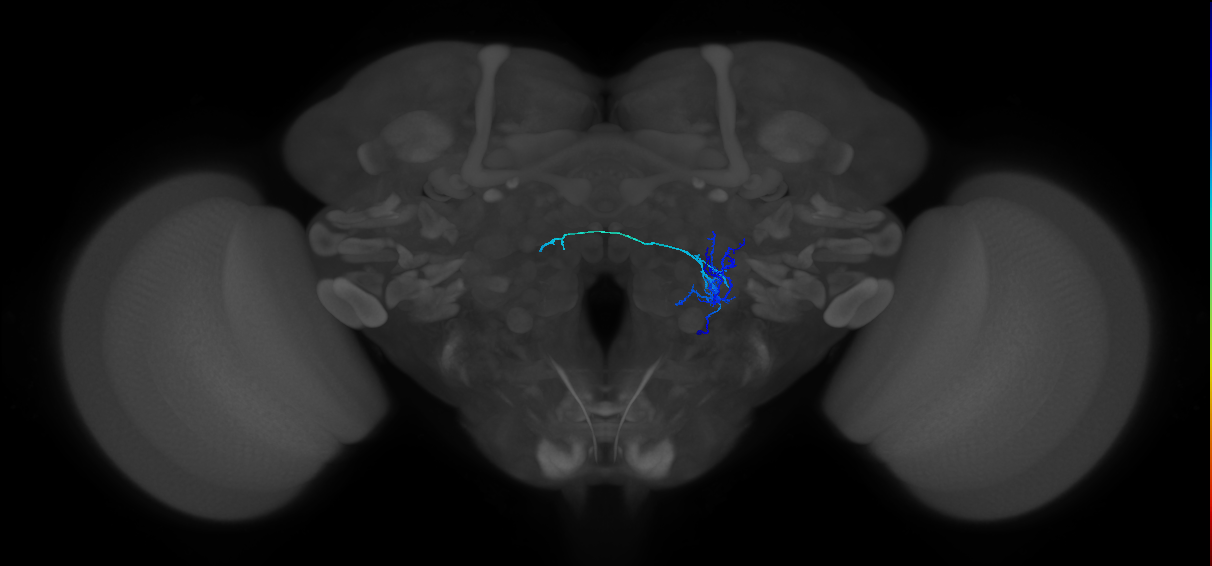 v2LN40_R (FlyEM-HB:1947188040)