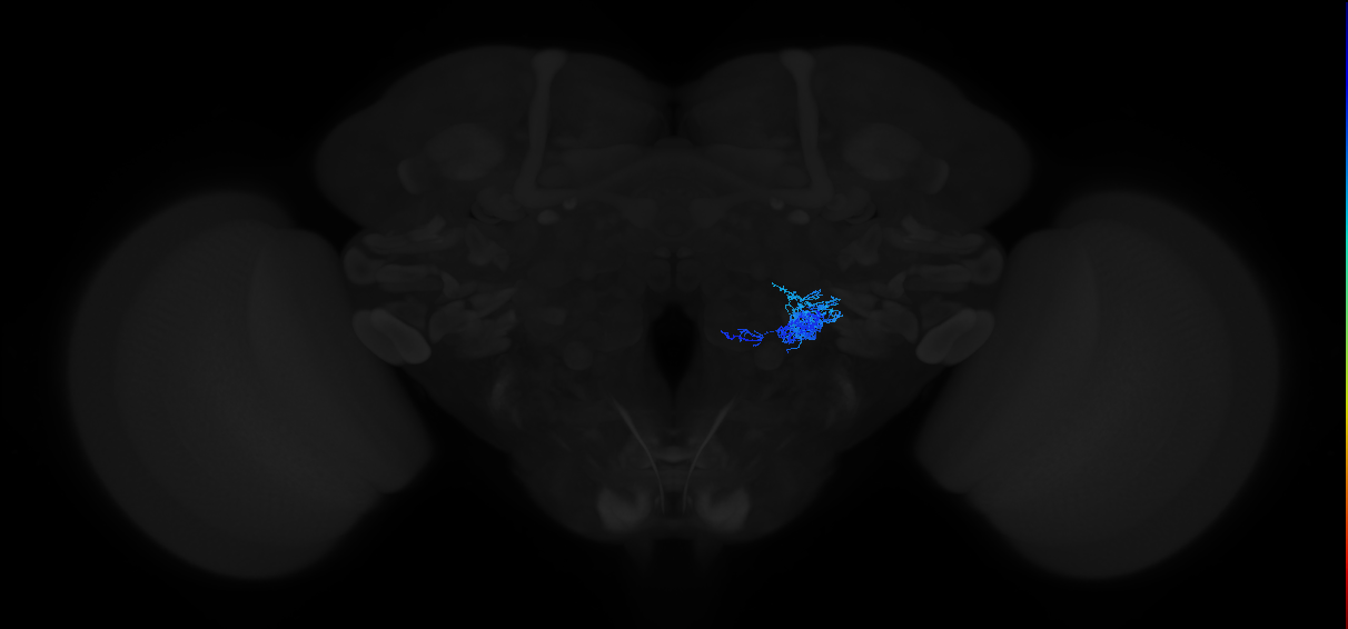 adult antennal lobe local neuron type 40 v2LN