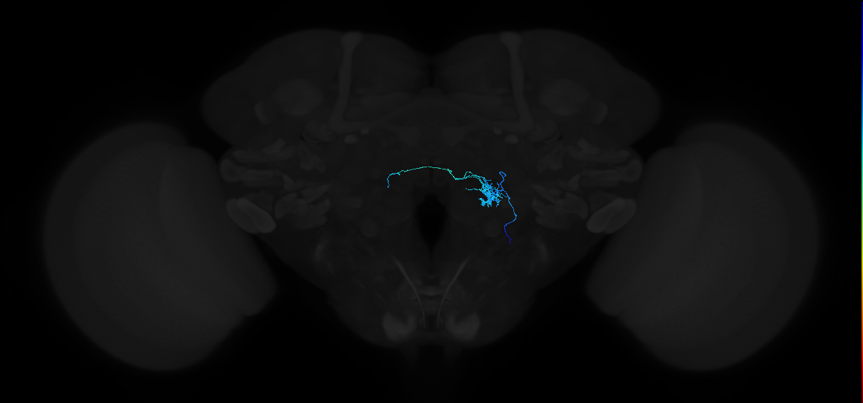 adult antennal lobe local neuron type 41 v2LN