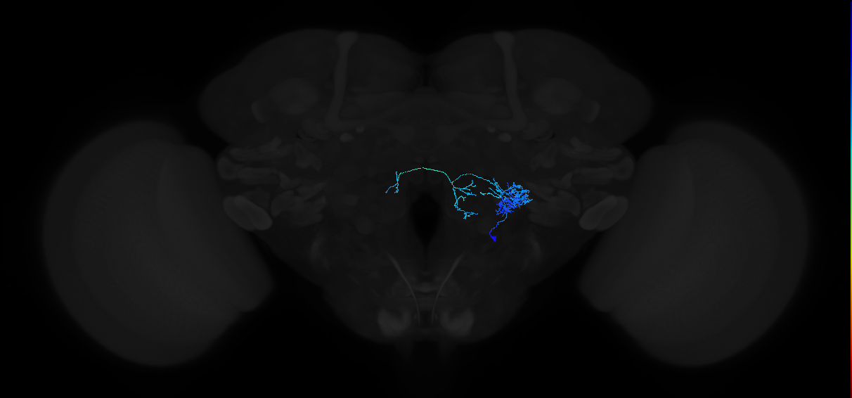 adult antennal lobe local neuron type 42 v2LN