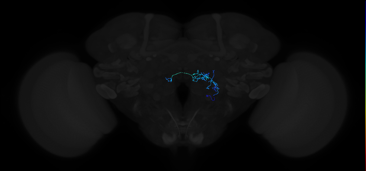 adult antennal lobe local neuron type 43 v2LN