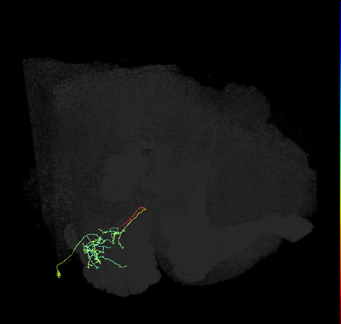 adult antennal lobe local neuron type 45 v2LN