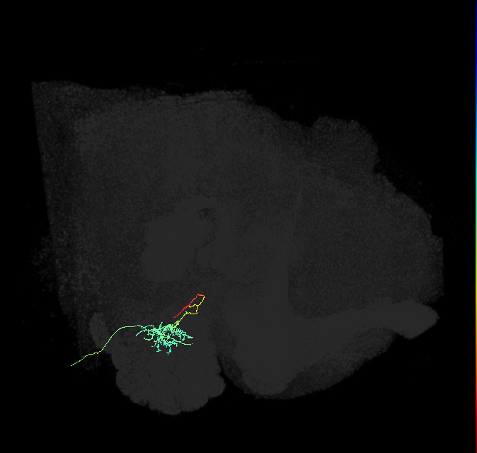 adult antennal lobe local neuron type 46 v2LN