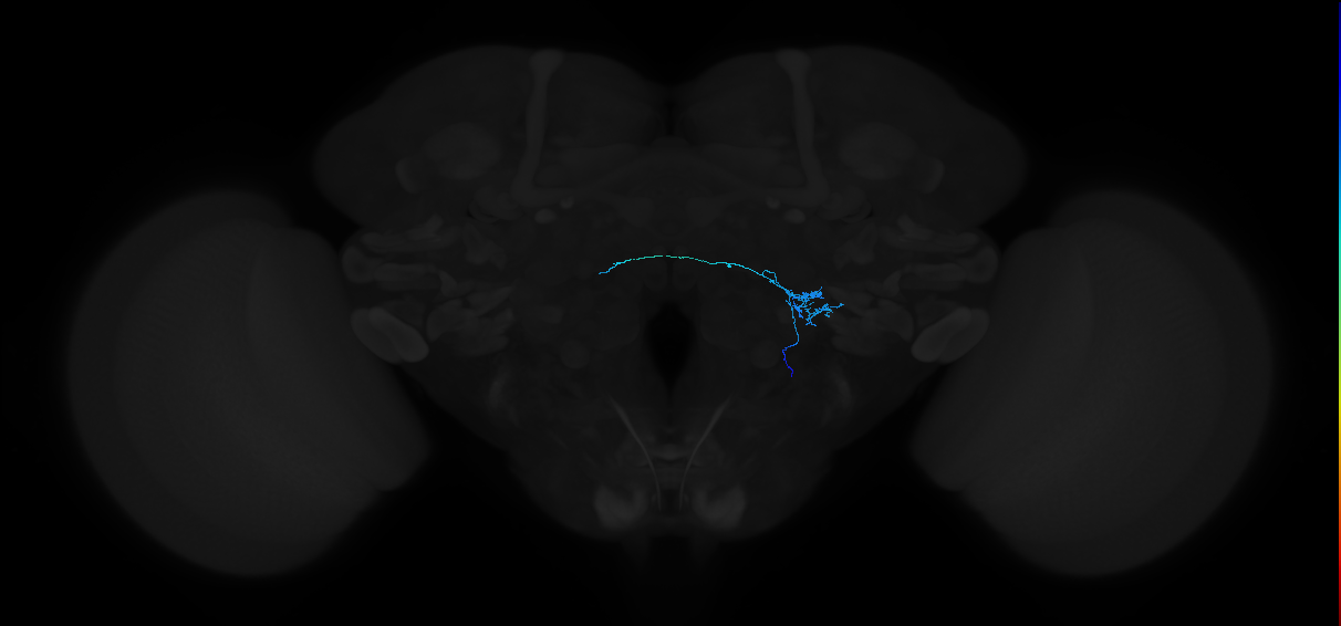 adult antennal lobe local neuron type 47 v2LN