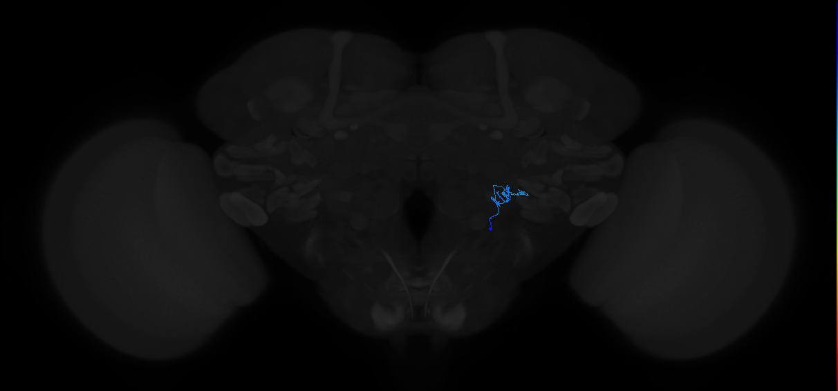 adult antennal lobe local neuron type 47 v2LN