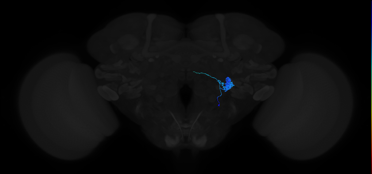 adult antennal lobe local neuron type 48 v2LN