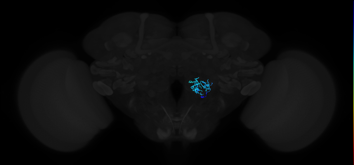adult antennal lobe local neuron type 49 v2LN