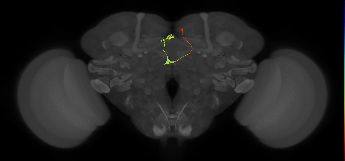 vDeltaA_a(AB)_C7 (FlyEM-HB:5813016314)