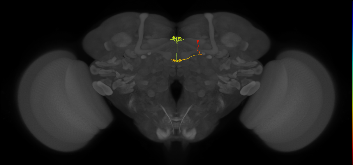 vDeltaA_a_C5 (FlyEM-HB:886289222)