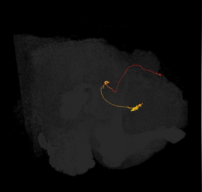 vDeltaA_a_C5 (FlyEM-HB:917311482)