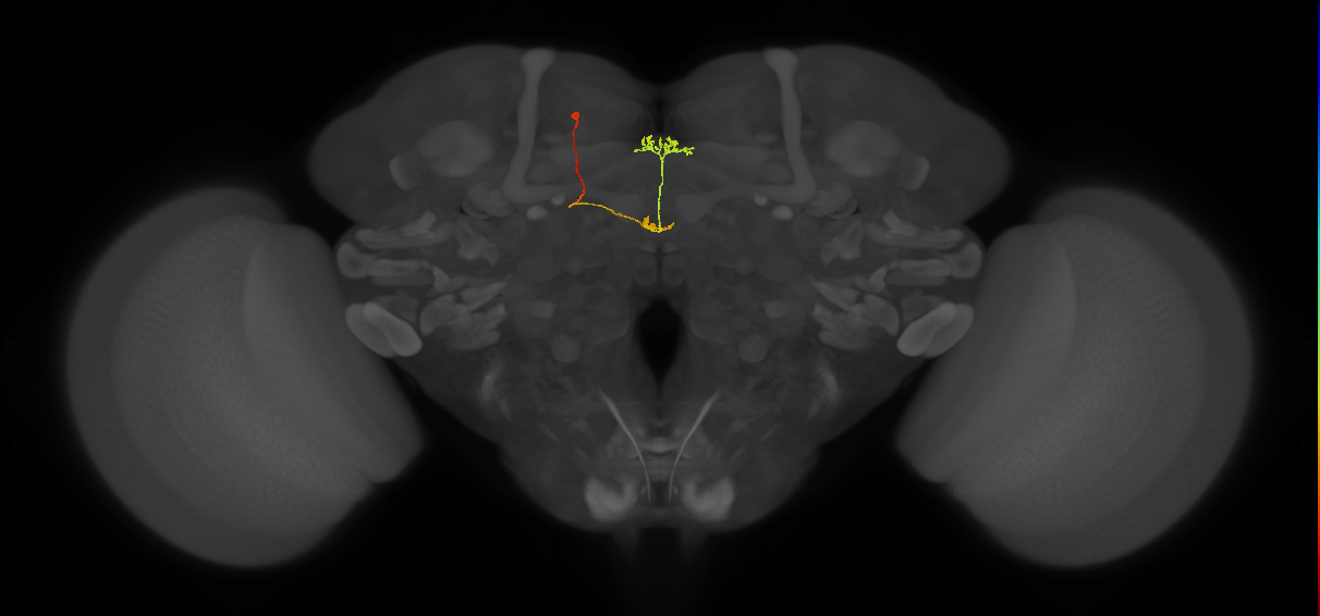 vDeltaA_a_C5 (FlyEM-HB:917311482)