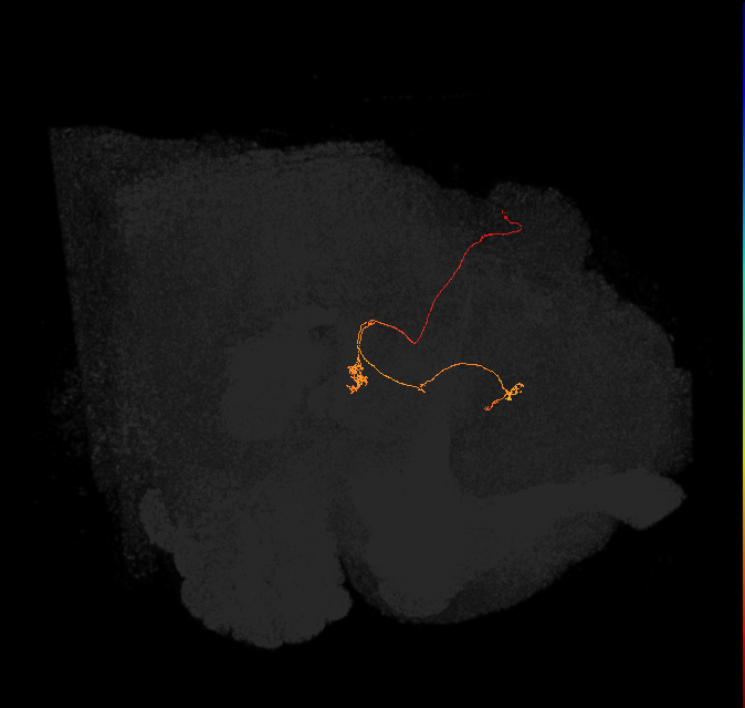 vDeltaA_a(AB)_C6 (FlyEM-HB:1413882984)