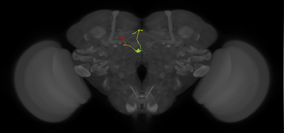vDeltaA_a(AB)_C6 (FlyEM-HB:1413882984)
