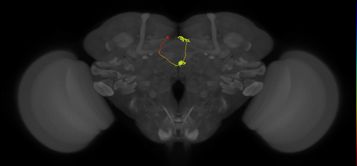 vDeltaA_b(AB)_C4 (FlyEM-HB:1348380828)