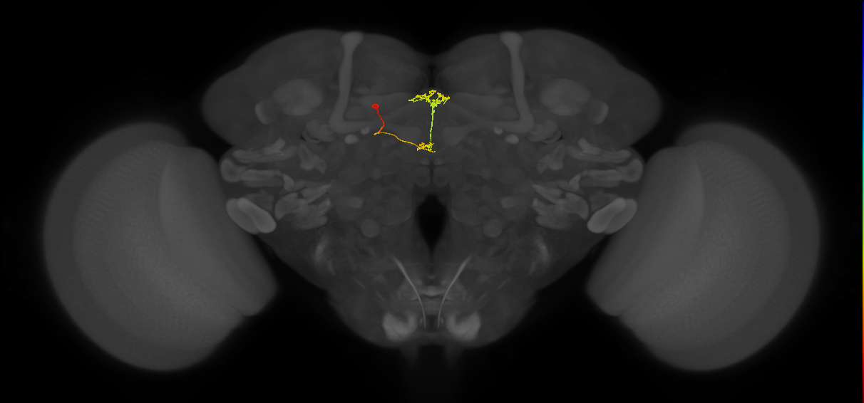 vDeltaB_C5 (FlyEM-HB:885599178)