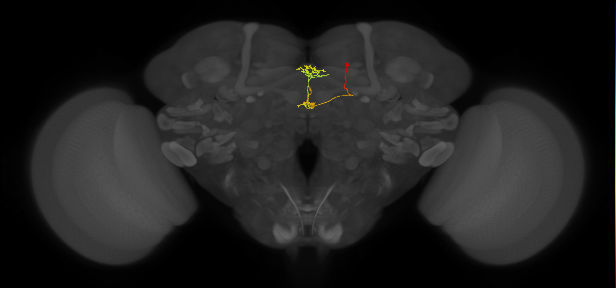 vDeltaB_C5 (FlyEM-HB:885603527)