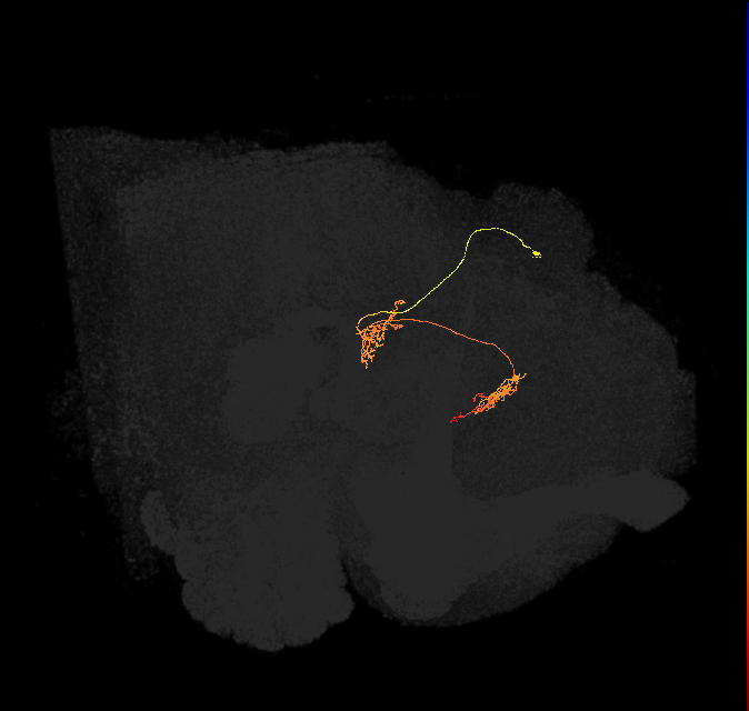 vDeltaB_C6 (FlyEM-HB:947349354)