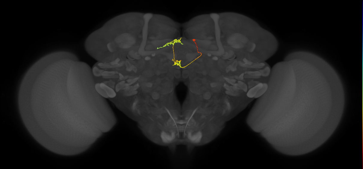 vDeltaB_C6 (FlyEM-HB:947349354)