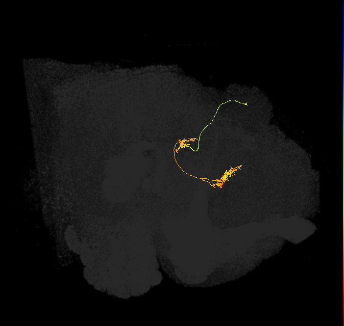 vDeltaC_C5 (FlyEM-HB:916629242)