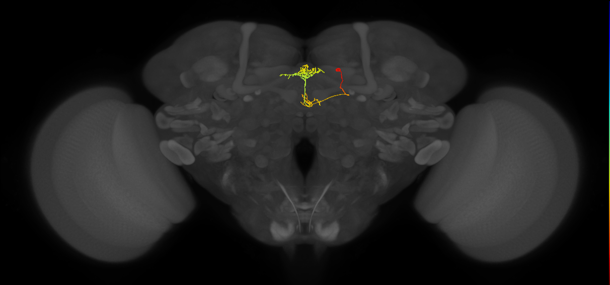 vDeltaC_C5 (FlyEM-HB:916629242)