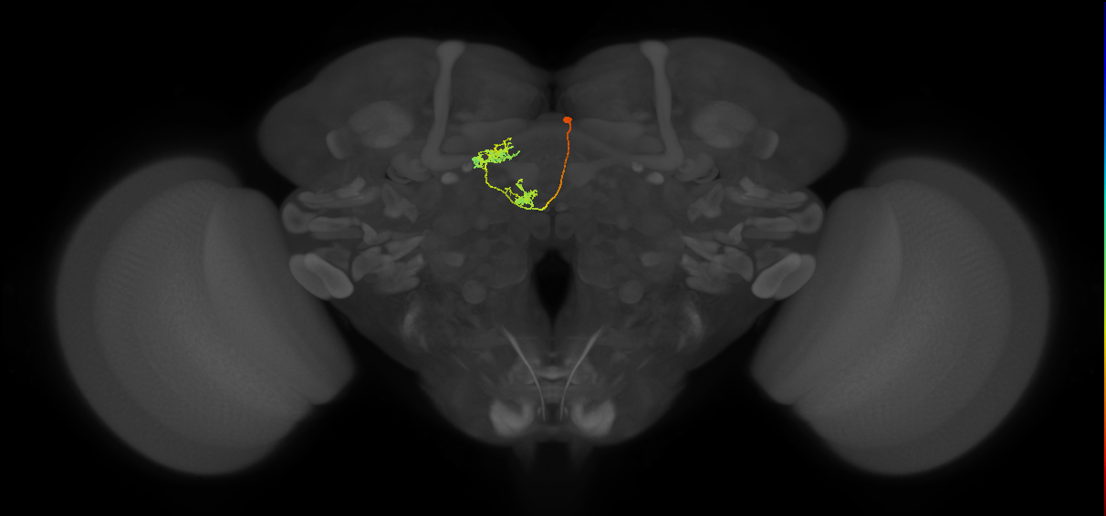 vDeltaD_C8 (FlyEM-HB:850117033)