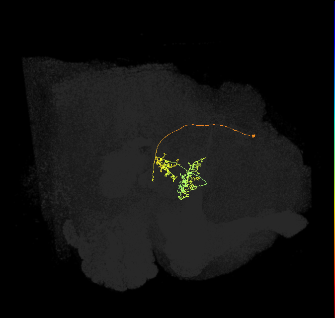 vDeltaE_C2 (FlyEM-HB:696328374)