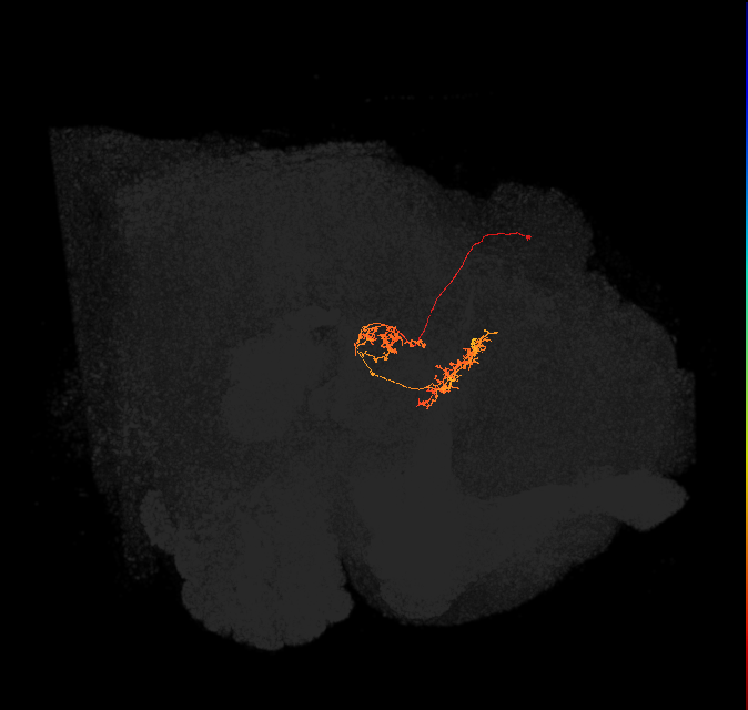 vDeltaG_C7 (FlyEM-HB:1039426297)