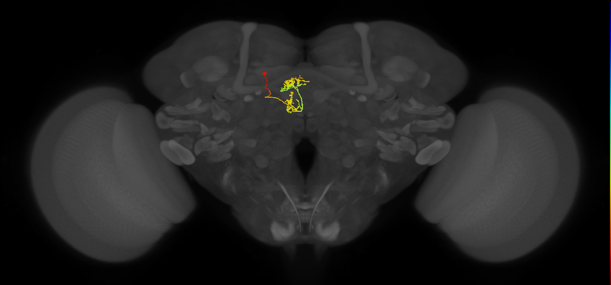 vDeltaG_C7 (FlyEM-HB:1039426297)