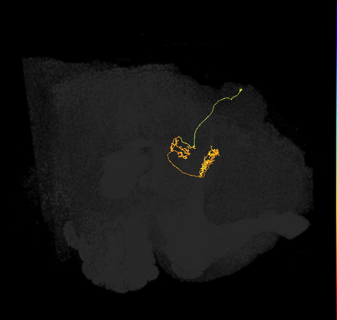 vDeltaG_C5 (FlyEM-HB:1070094367)