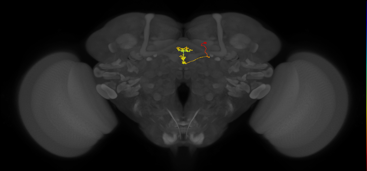 vDeltaG_C5 (FlyEM-HB:1070094367)