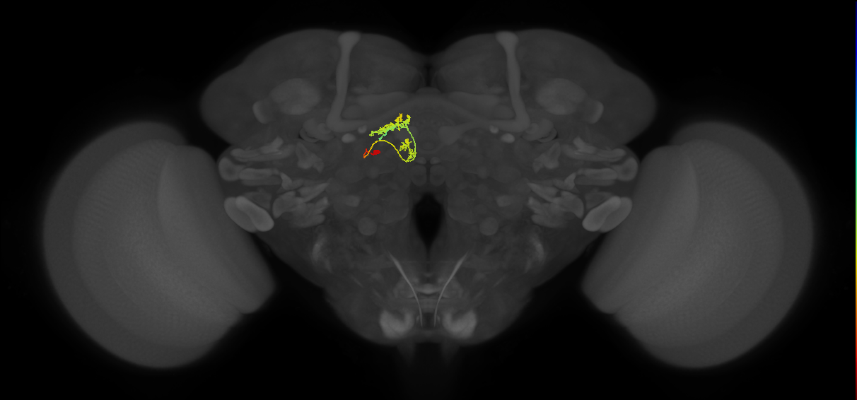 vDeltaG_C8 (FlyEM-HB:1195973360)