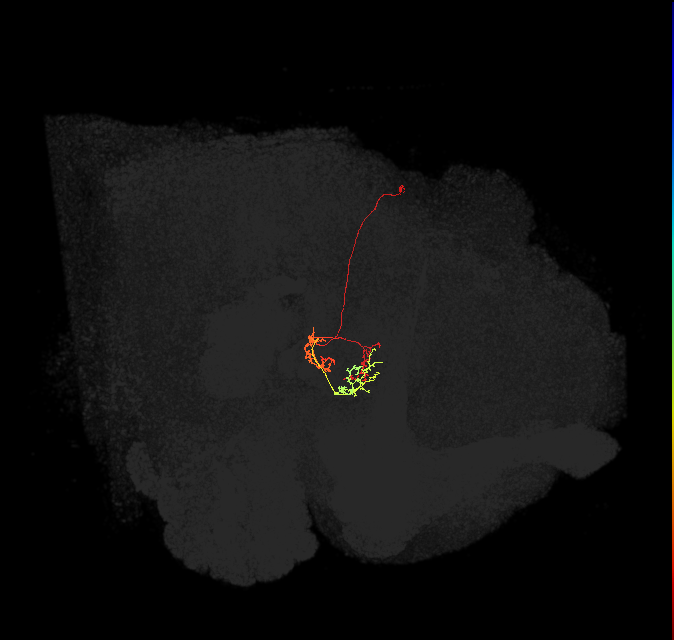 vDeltaG_C0 (FlyEM-HB:1219880727)