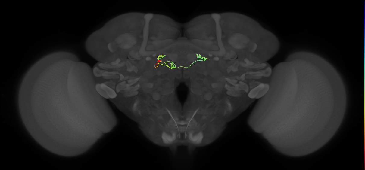 vDeltaG_C0 (FlyEM-HB:1219880727)