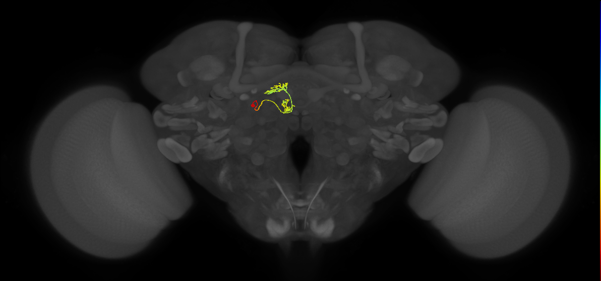 vDeltaH_C7 (FlyEM-HB:1195632413)