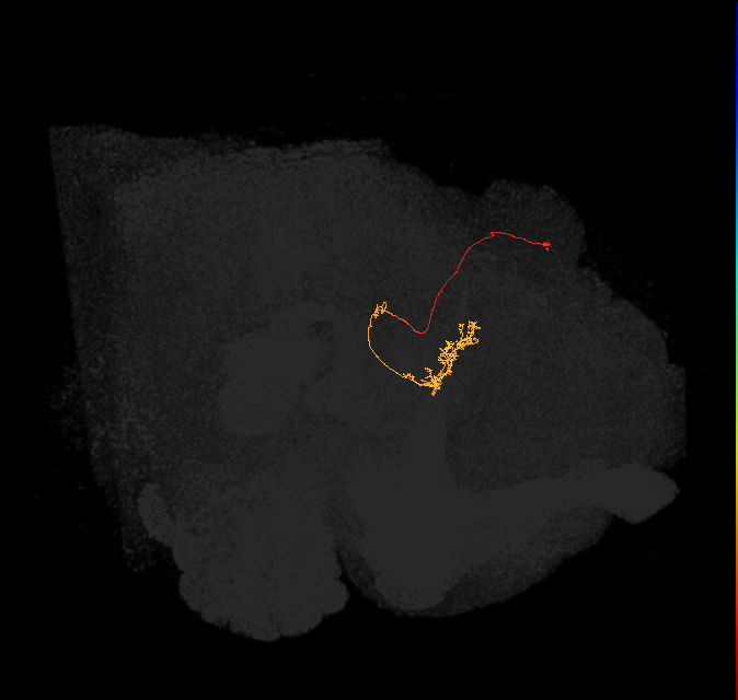 vDeltaI_C5 (FlyEM-HB:1070094447)