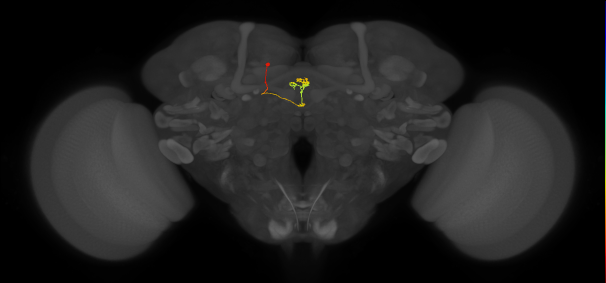 vDeltaI_C5 (FlyEM-HB:1070094447)