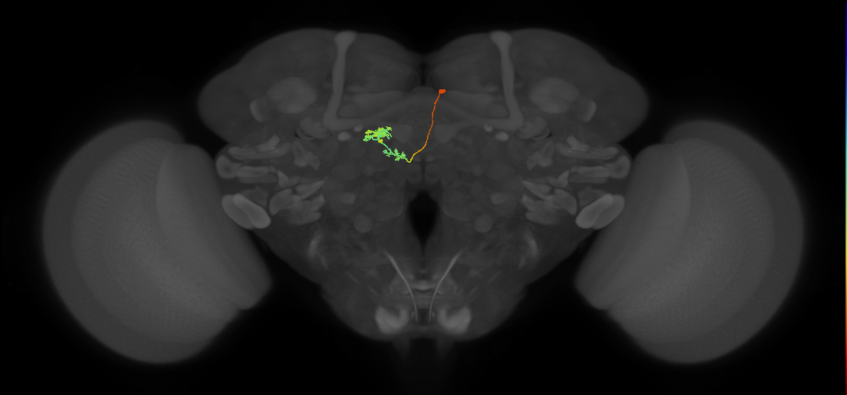 vDeltaI_C9 (FlyEM-HB:1320484823)