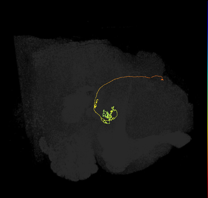 vDeltaK_C1 (FlyEM-HB:881527404)