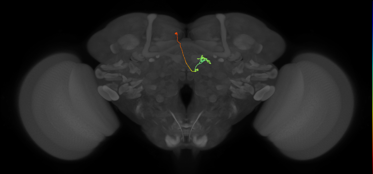 vDeltaK_C1 (FlyEM-HB:881527404)