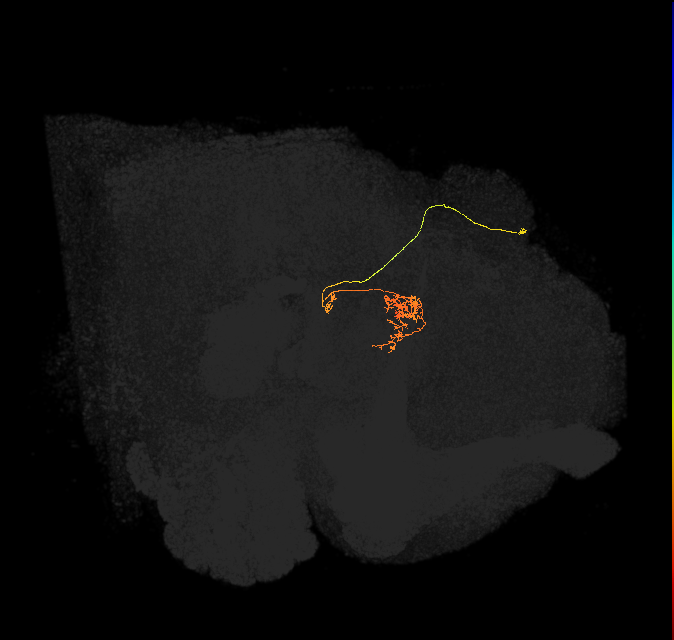 vDeltaK_C6 (FlyEM-HB:1132186103)