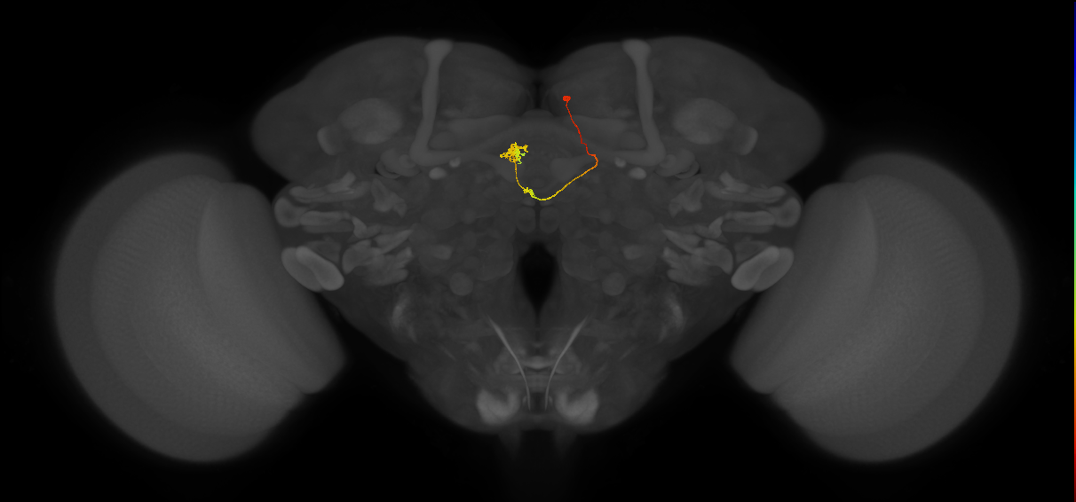 vDeltaK_C6 (FlyEM-HB:1132186103)
