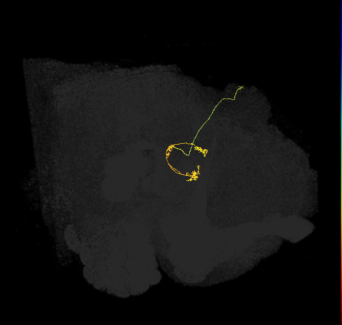 vDeltaK_C4 (FlyEM-HB:1194220763)